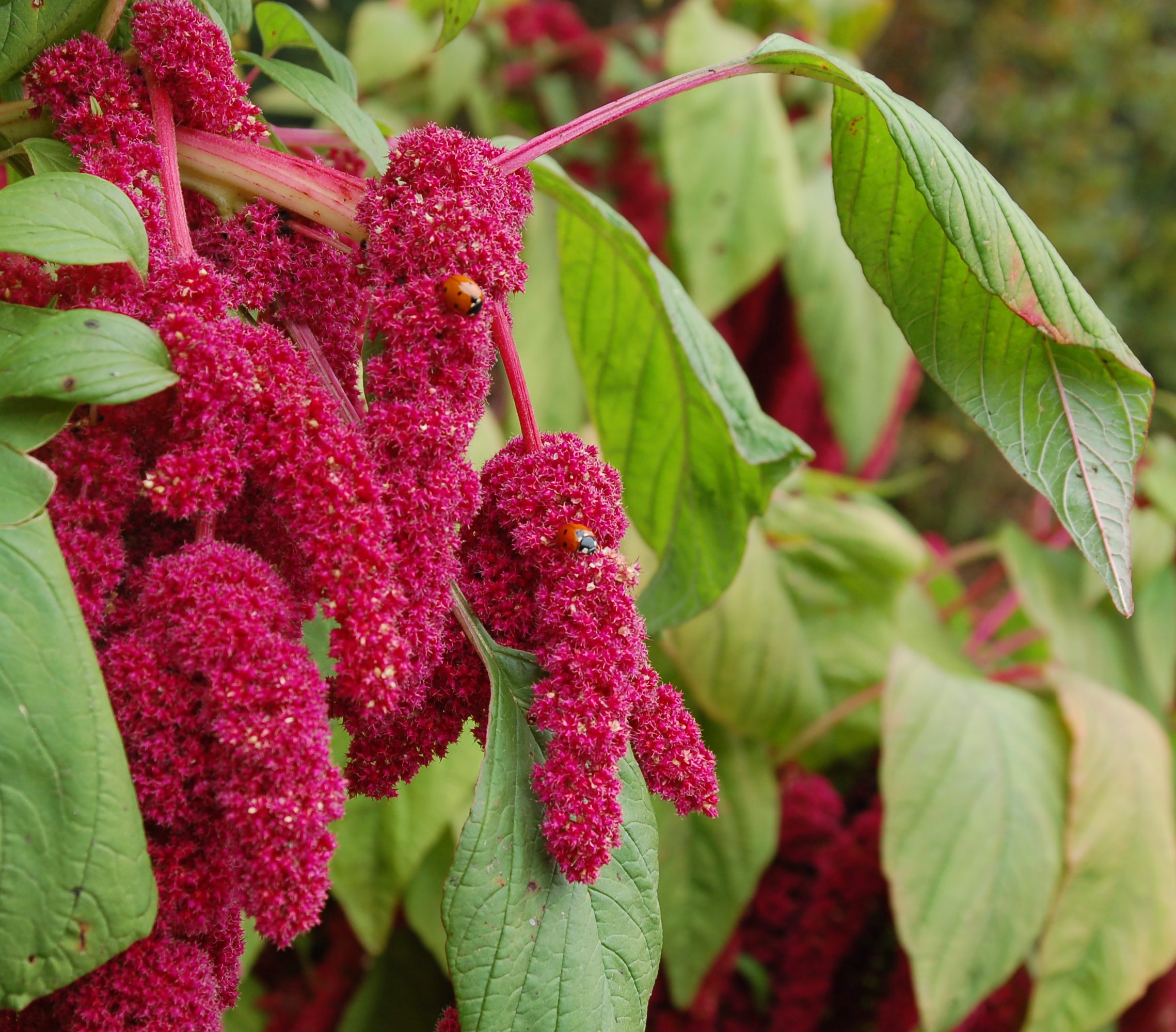 Представитель Семейства Amaranthaceae